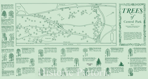 Map : Central Park 1967 1, Trees of Central Park : Fifth Avenue and the East Drive, 72nd to 79th Street , Antique Vintage Reproduction