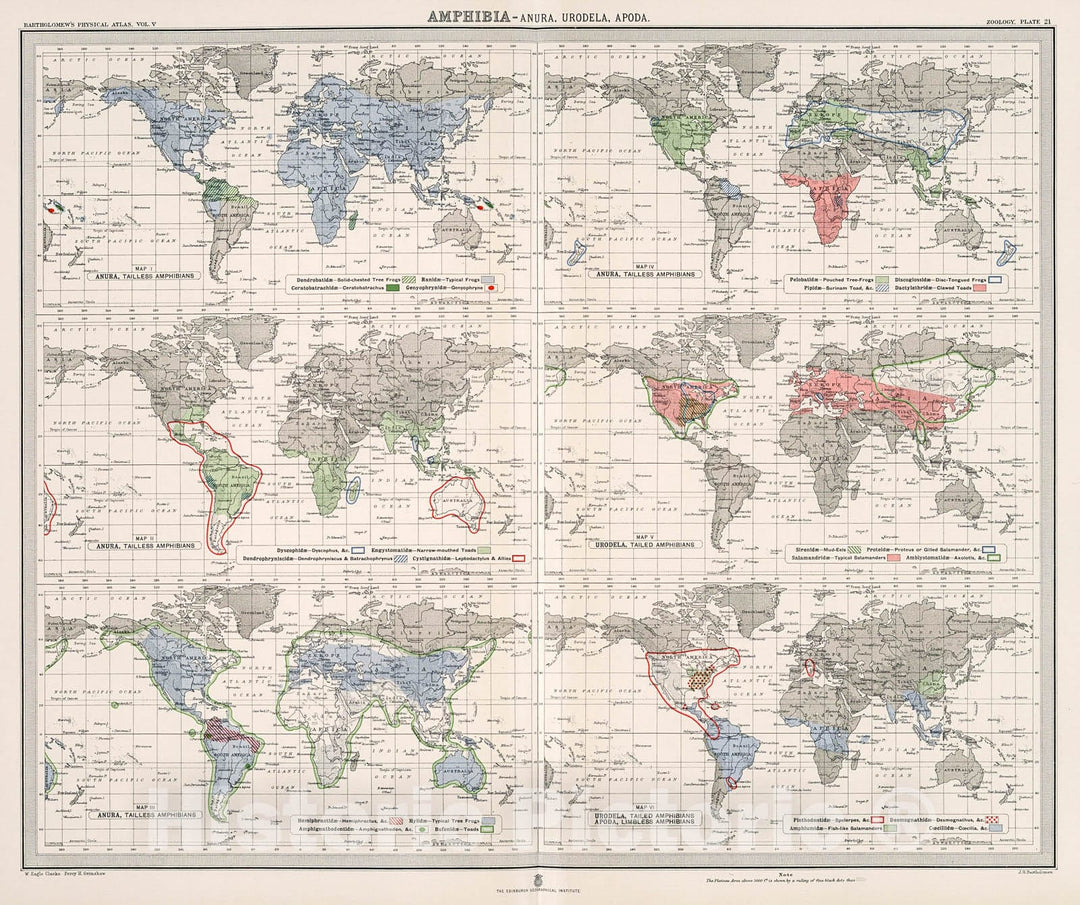 Historic Map : Plate 21. Amphibia - Anura (Tailless Amphibians); Urode ...