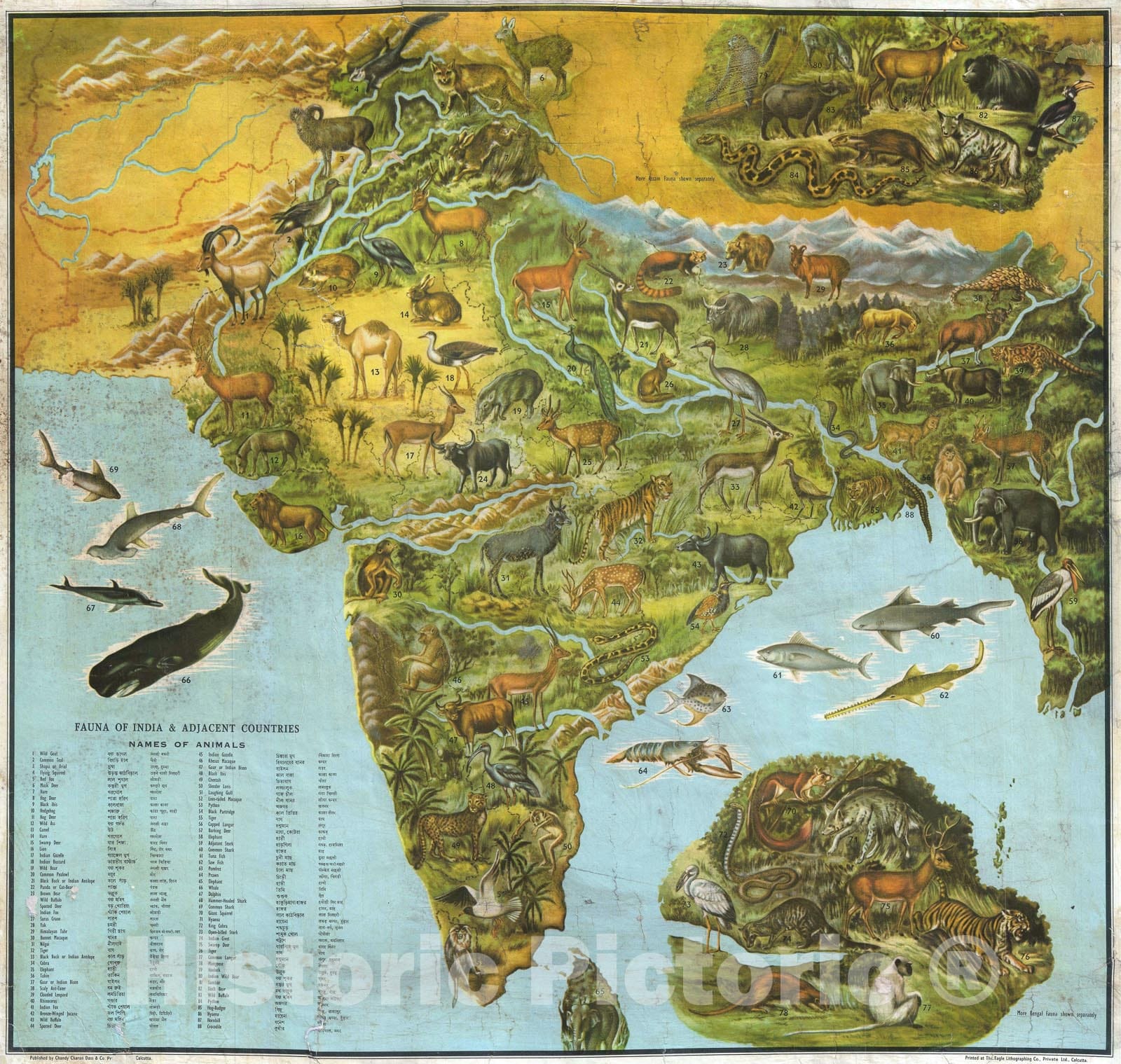 Historic Map : India Illustrating Animals, Dass, 1947, Vintage Wall Ar ...
