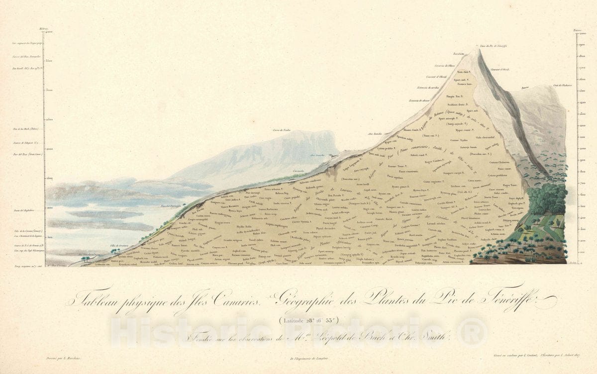 Historic Map : Canary Islands II. Tableau Physique des iles Canaries. Geographie des plantes du Pic de Teneriffe. , Vintage Wall Art