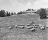 Baltimore Historic Black & White Photo, Grazing Below the Mansion House, Druid Hill Park, c1906 -