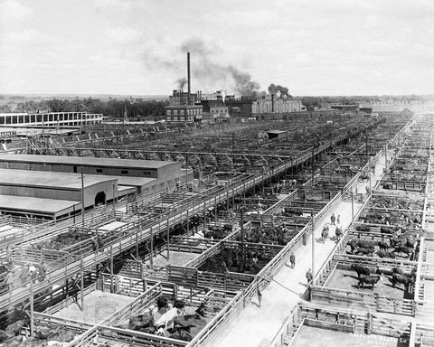 Historic Black & White Photo - Denver, Colorado - Denver Stockyards, c1930 -