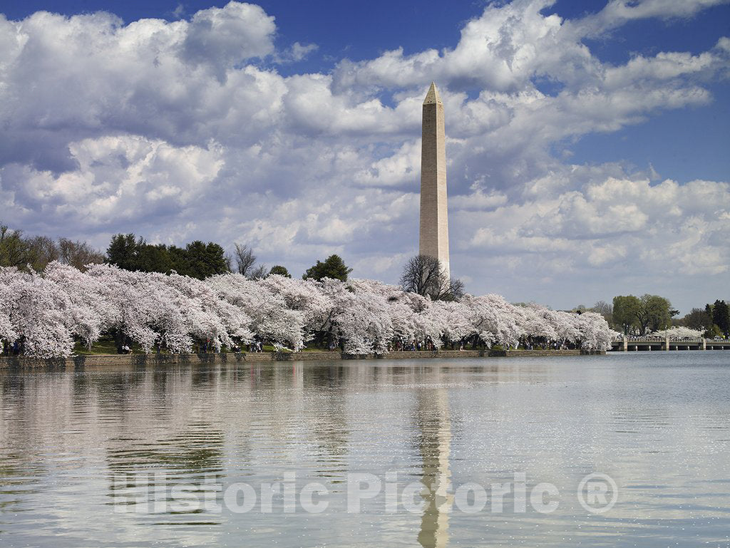 Washington, D.C. The Shore of The Tidal Basin Showing Blossoming Cherry Trees with The Washington Monument - 20x16in