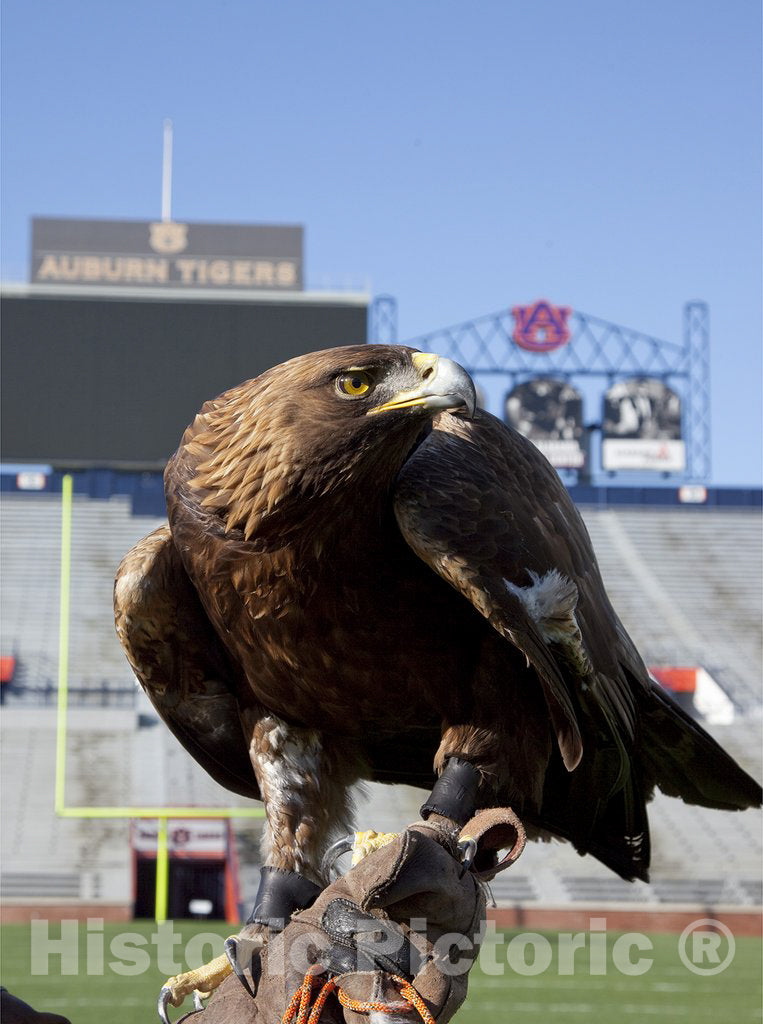 Auburn, AL Photo - The golden eagle that flys at the Auburn University's football game every year, Auburn, Alabama
