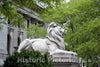 New York, NY Photo - Lion Sculpture, New York Public Library, New York, New York