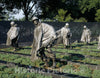Washington, D.C. Photo - Korean War Veterans Memorial, Washington, D.C.