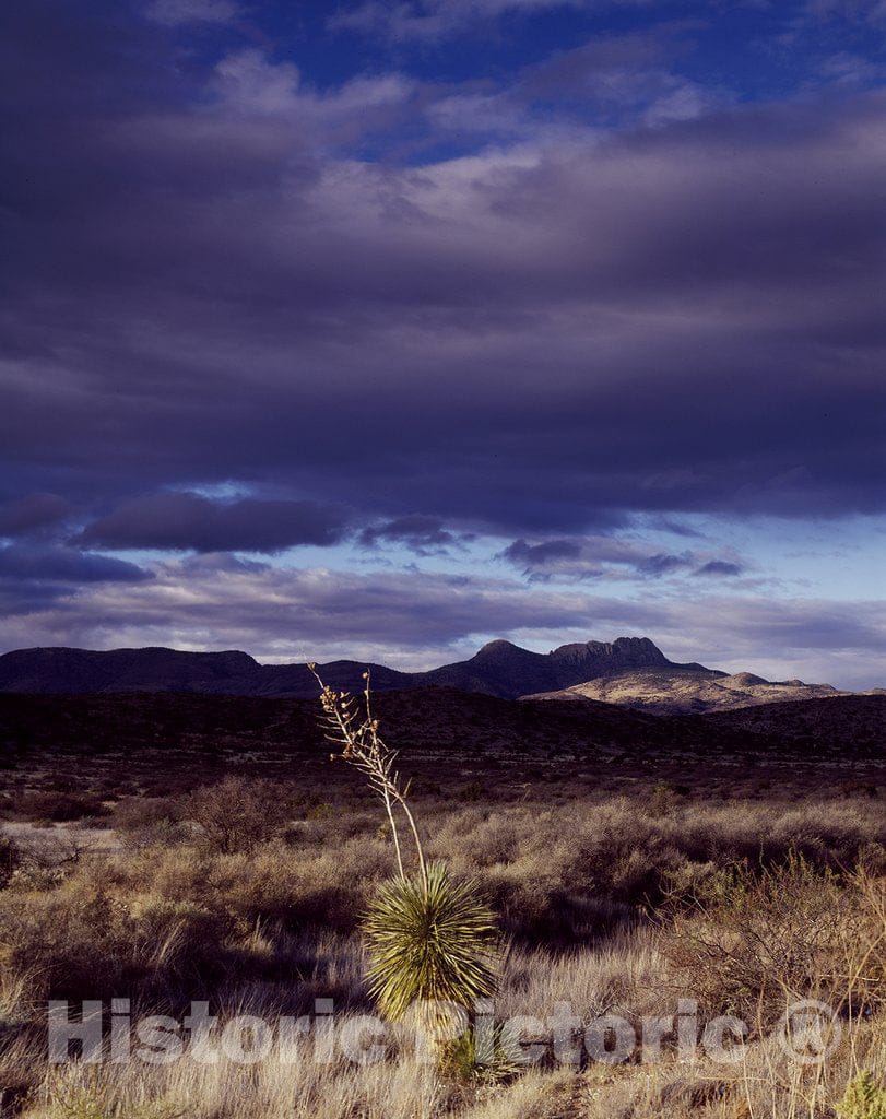 Texas Photo - Lone Cactus on The West Texas Prairie