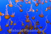 Monterey, CA Photo - Jellyfish at Monterey Bay Aquarium, Monterey, California