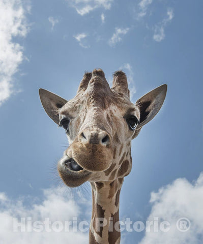 Photo - an up-Close Look at a Giraffe at The Gladys Porter Zoo in Brownsville, Texas- Fine Art Photo Reporduction