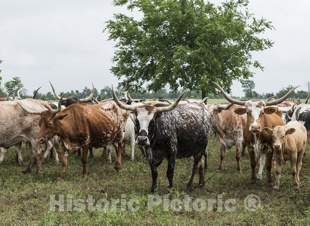 Austin County, TX Photograph - Longhorns at the 1,800-acre Lonesome Pine Ranch, a working cattle ranch that is part of the Texas Ranch Life ranch resort near Chappell Hill in Austin County, Texas