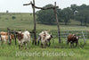 Austin County, TX Photograph - Part of The 200-head Longhorn Herd at The 1,800-acre Lonesome Pine Ranch, a Working Cattle Ranch Resort Near Chappell Hill in Austin County, TX.