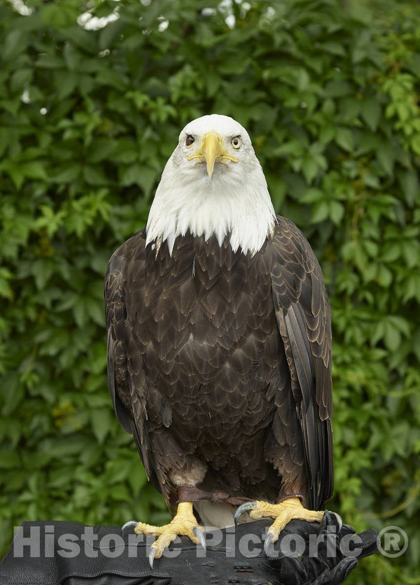 Photo - This is Cheyenne, a Seven-Year-Old Female Bald Eagle, who Appeared as Part of a Presentation by HawkQuest- Fine Art Photo Reporduction