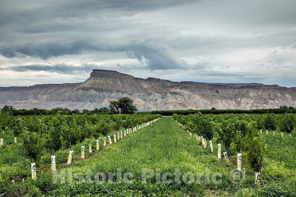 Photo - Young Peach Trees in The Orchard-Filled Town of Palisade, Outside Grand Junction, Colorado- Fine Art Photo Reporduction