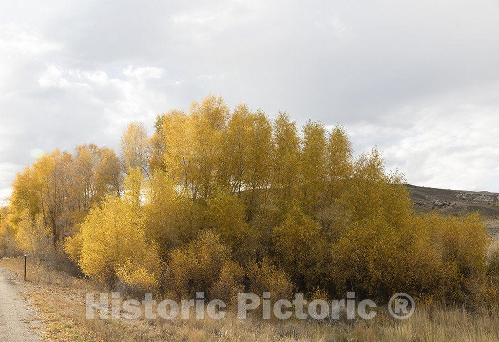 Grand County, CO Photo - Clump of cottonwoods in Autumn Near Hot Sulphur Springs, in Grand County, CO.