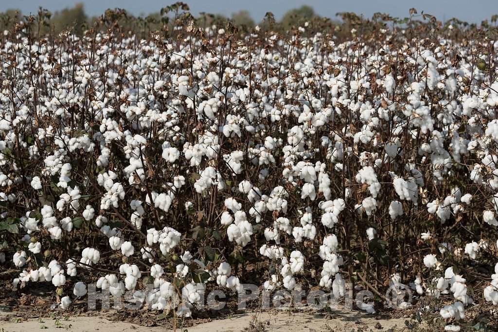 Photo- Cotton field in rural Tunica County, Mississippi, in the Mississippi Delta region 3 Fine Art Photo Reproduction