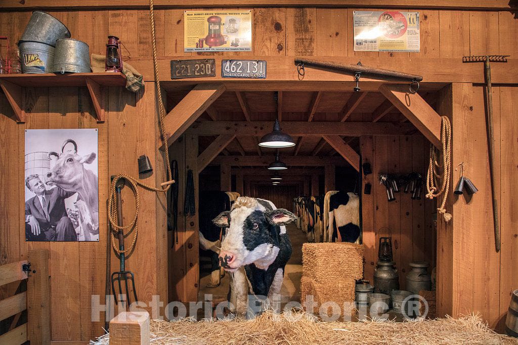 Photo - A talking cow figure, developed by the Disney Corporation, welcomes visitors to the Billy Graham Library, a barnlike structure in Charlotte, North Carolina