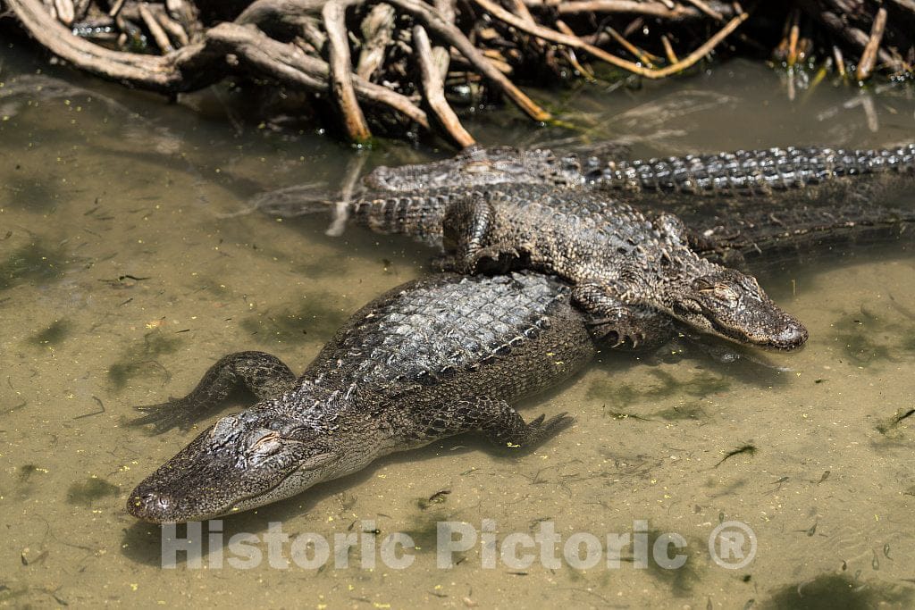 Photo- Alligators by The Hundreds are The Featured Attraction at Alligator Adventure 7 Fine Art Photo Reproduction