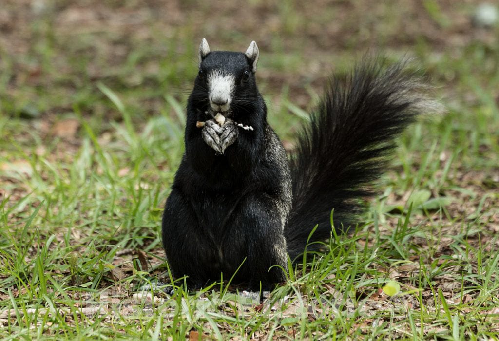 Photograph- A remarkable, multicolored squirrel on the Lowcountry trail, part of Brookgreen Gardens, a vast complex of sculpture gardens, ecosystem trails, a wildlife preserve and a small zoo