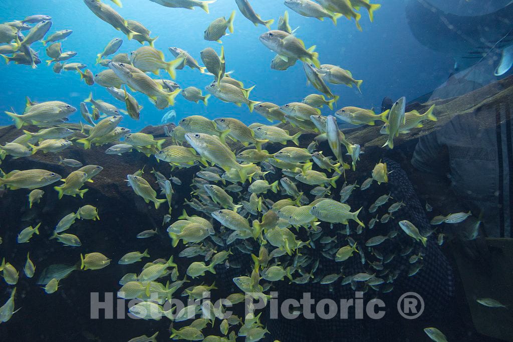 Photo- Living Exhibit at The Georgia Aquarium in Atlanta, The Capital City of The Southern U.S. State of Georgia and The state's Largest City 12 Fine Art Photo Reproduction