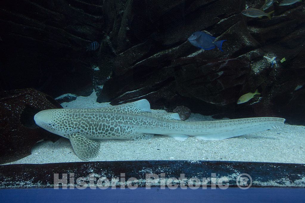 Photo- Living Exhibit at The Georgia Aquarium in Atlanta, The Capital City of The Southern U.S. State of Georgia and The state's Largest City 14 Fine Art Photo Reproduction