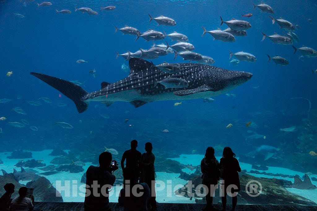 Photo- Living exhibit at the Georgia Aquarium in Atlanta, the capital city of the southern U.S. state of Georgia and the state's largest city 3 Fine Art Photo Reproduction