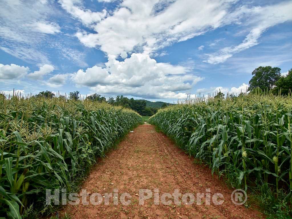 Photo- Dirt Road Beside a Cornfield Near Clarkesville in Habersham County, Georgia 1 Fine Art Photo Reproduction