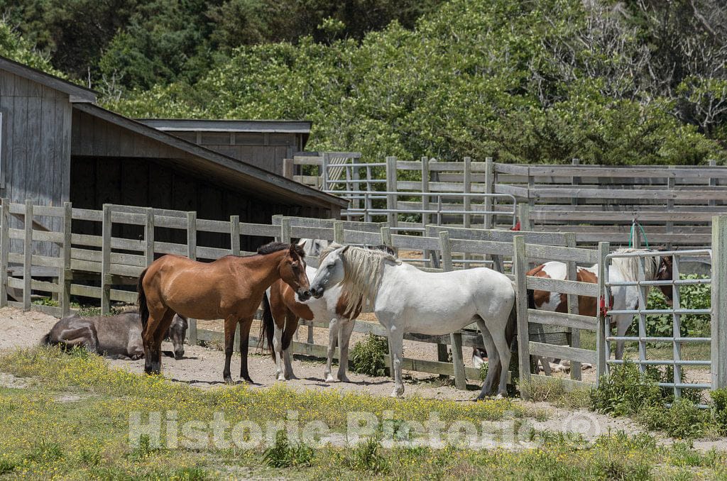 Photo- Though Called The Pony Pens, This Corral Holds Full-Grown Horses on Ocracoke Island a Community reachable only by Boat or Ferry on North Carolina's Outer Banks