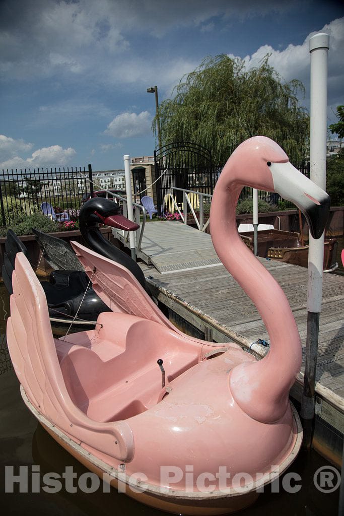 Photo- Paddle Boat Rides on Lake Wesley in The Heart of Asbury Park, New Jersey 1 Fine Art Photo Reproduction