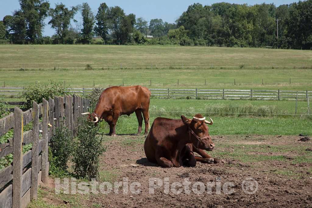 Photo - Cattle at The Howell Living History Farm in Lambertville, New Jersey- Fine Art Photo Reporduction