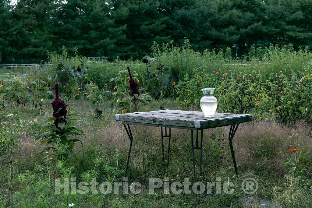Photo - Lovely garden tableau outside The Farm, a flower and vegetable stand in Cape Elizabeth, Maine- Fine Art Photo Reporduction