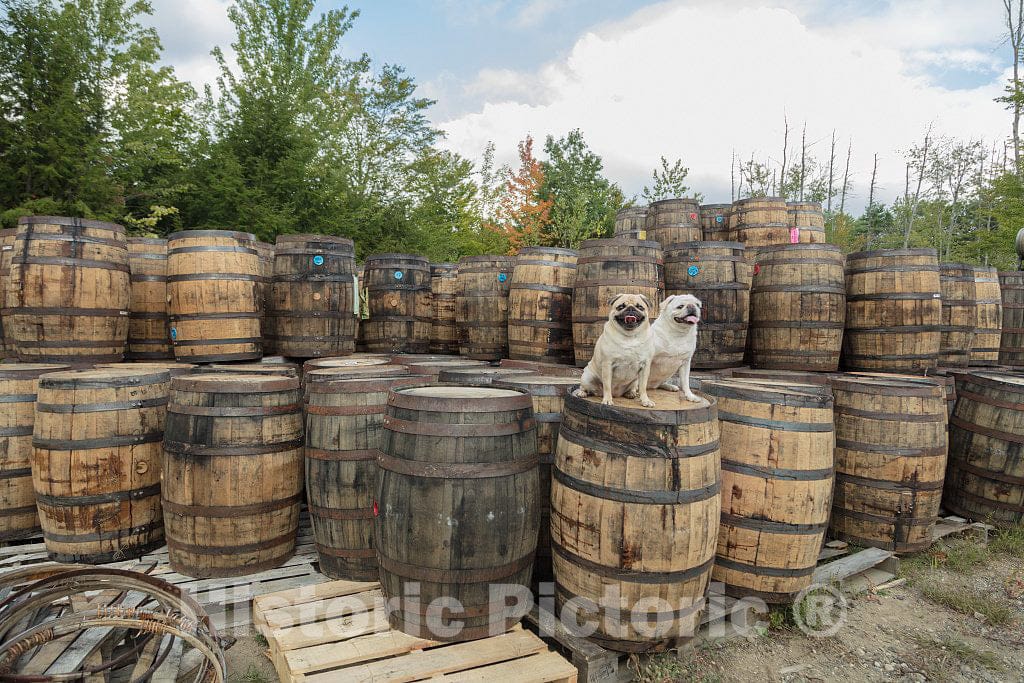 Photo - Heather and Cody Moreau's Pugs, Lady and Pippa, Have a Good Vantage Point from which to Observe The refurbishing of Barrels- Fine Art Photo Reporduction