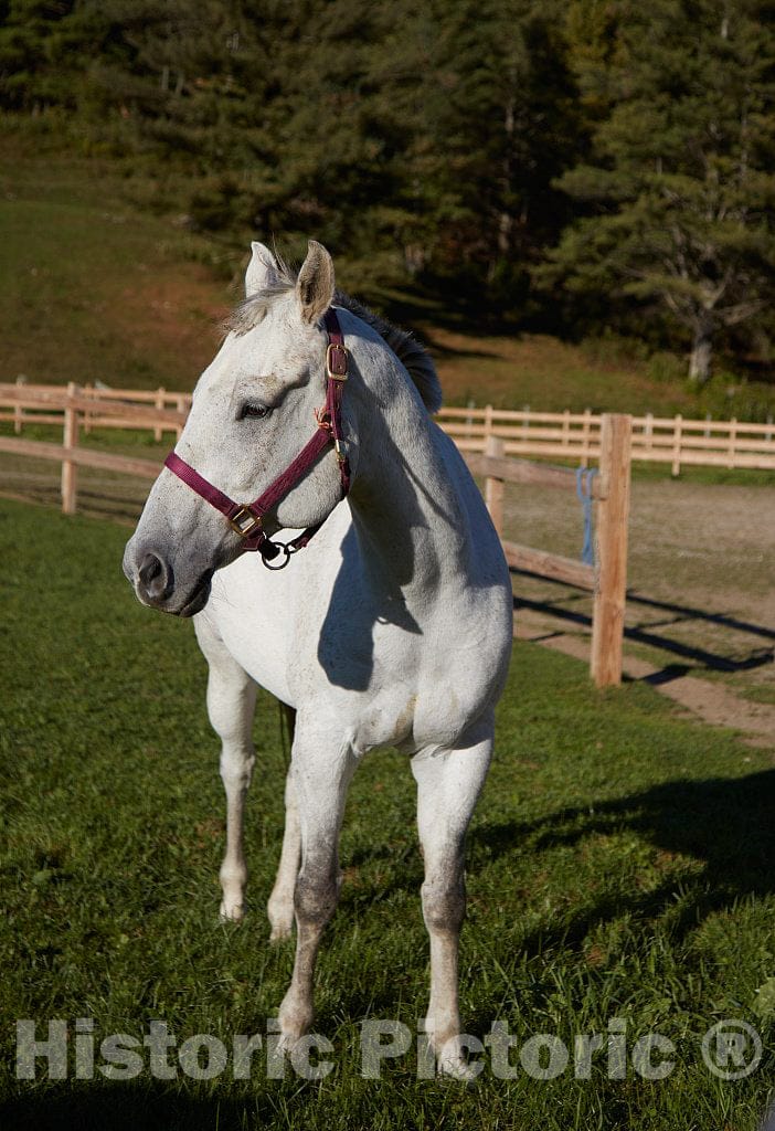 Photo - Handsome horse on a farm near Hancock, Vermont- Fine Art Photo Reporduction