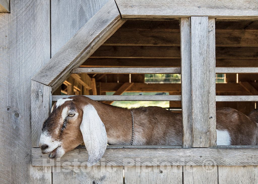 Photo - Handsome Goat at Shelburne Farms, a nonprofit Education Center and Working Farm,on The Shores of Lake Champlain in Shelburne, Vermont- Fine Art Photo Reporduction