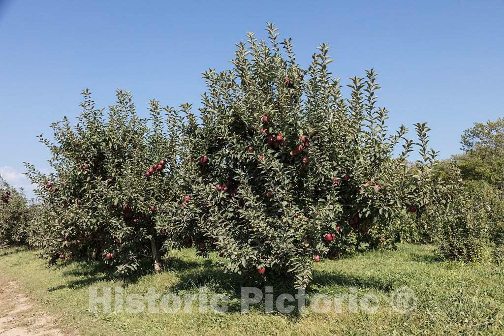 Photo- Scene at Fall Apple-Harvest time at Shelburne Orchards in Shelburne, Vermont 4 Fine Art Photo Reproduction