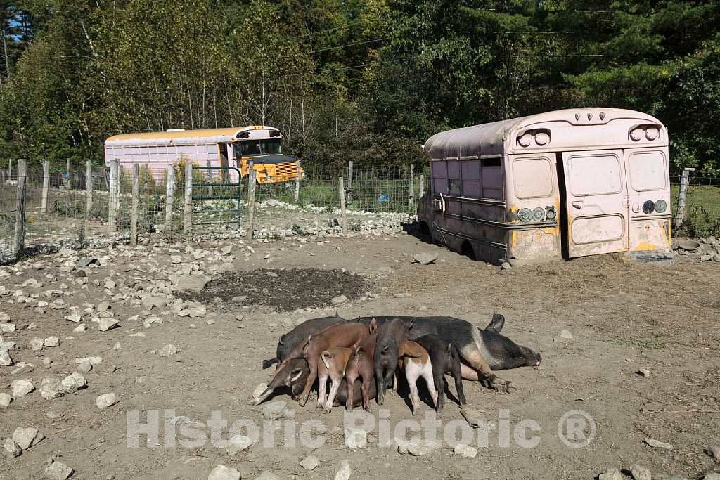 Photo- The hogs and Piglets at The Salisbury Hog Farm in Salisbury, Vermont, Live in The Shells of Two Old Pink Buses on The Property 3 Fine Art Photo Reproduction