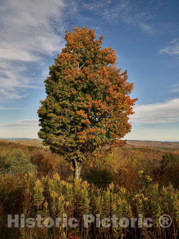 Photo - A Tree Midway in its Fall Transformation to Autumnal Splendor, Near Bennington, Vermont- Fine Art Photo Reporduction