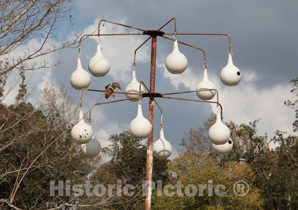 Photo - Painted gourds are Often Fashioned into nests for Purple Martins, as here in Florence, Mississippi. Purple Martins are The Largest North American Swallows