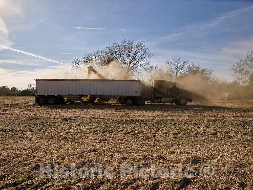 Photo - Dusty Scene as a Farm Truck and Equipment Gather The Remains of The Year's Crop After a Harvest for use as Fodder, or Silage, Used to Feed Farm Animals