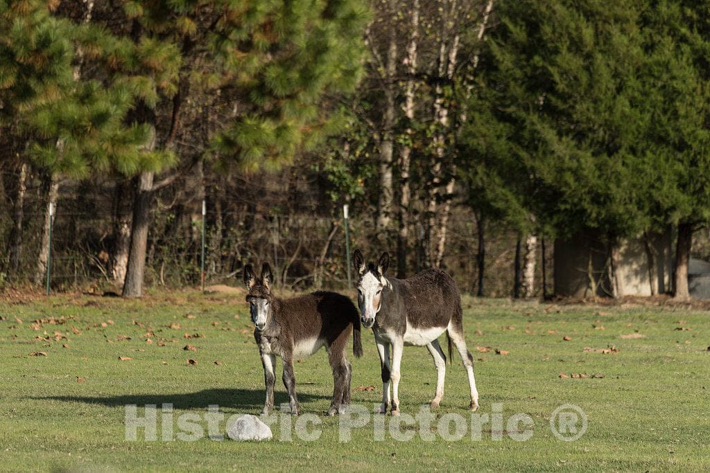 Photo - Two Handsome Mules on a Small Farm in Quitman County, Mississippi- Fine Art Photo Reporduction