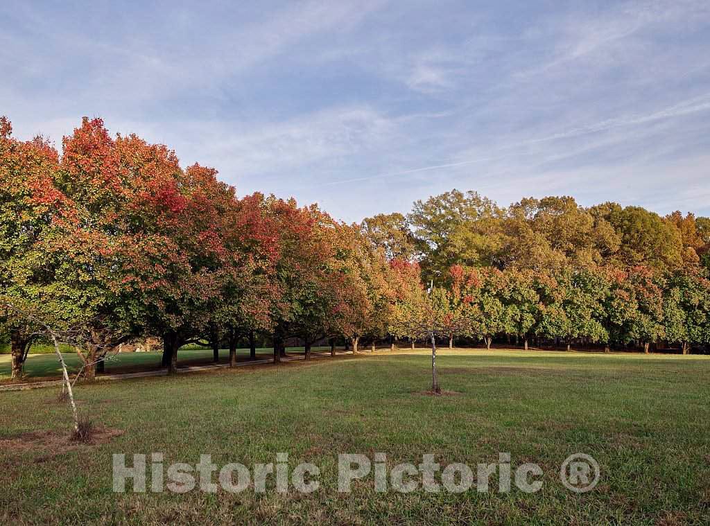 Photo - Trees in Autumn Transition Near The Hamlet of Bahama, North Carolina- Fine Art Photo Reporduction