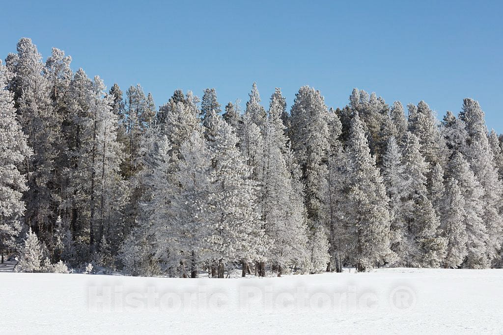 Photograph - Trees get a white winter glaze in Yellowstone National Park in the northwest corner of Wyoming. (Small additional park acreage also spills into neighboring Idaho and Montana 1