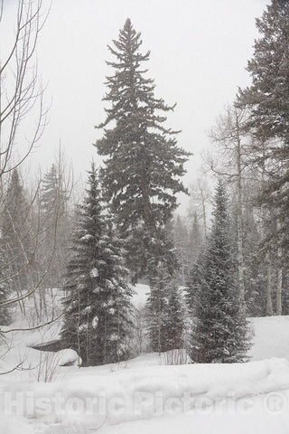 Photo - Snow Scene in The deep Woods Near Aspen, Colorado- Fine Art Photo Reporduction