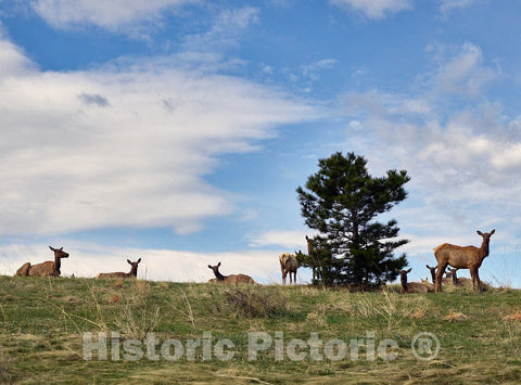 Photo- Elk on an Eagle Mountain Neighborhood Hillside, Adjacent to The Better-Known Lookout Mountain, Above Golden 2 Fine Art Photo Reproduction