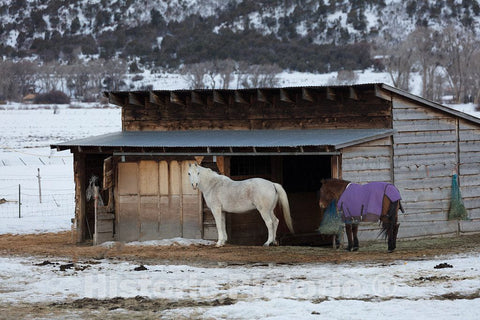 Photo - A tad extra warmth on a January day for one horse, not the other, near Ouray, Colorado- Fine Art Photo Reporduction