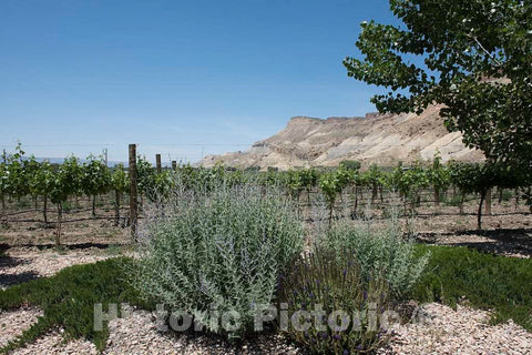 Photo- Vineyard in The Agricultural Town of Palisade, Outside Grand Junction, Colorado 1 Fine Art Photo Reproduction