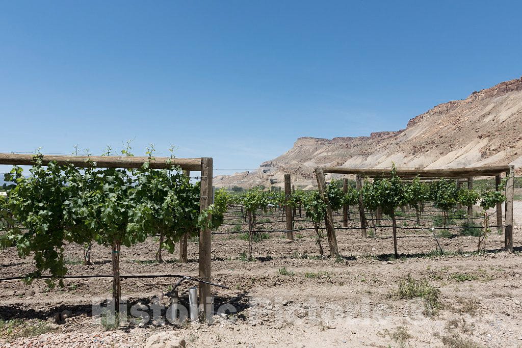 Photo- Vineyard in The Agricultural Town of Palisade, Outside Grand Junction, Colorado 2 Fine Art Photo Reproduction