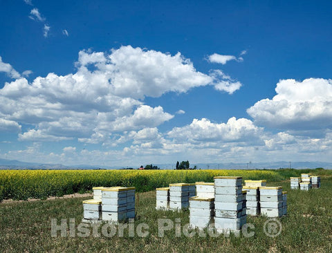 Photo - Boxes containing Bees, for pollation, Beside a Field in Rio Grande County, Colorado- Fine Art Photo Reporduction