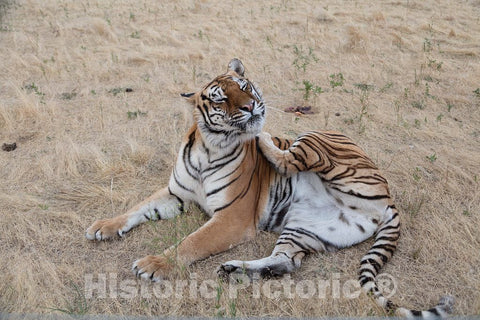 Photo - Tiger Itches, Tiger Scratches at The Wild Animal Sanctuary, a 720-acre Animal Refuge housing More Than 350 Large Animals Near Keenesburg- Fine Art Photo Reporduction