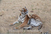 Photo - Tiger Itches, Tiger Scratches at The Wild Animal Sanctuary, a 720-acre Animal Refuge housing More Than 350 Large Animals Near Keenesburg- Fine Art Photo Reporduction