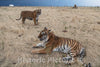 Photo - Tigers in The Grass at The Wild Animal Sanctuary, a 720-acre Animal Refuge housing More Than 350 Large Animals Near Keenesburg- Fine Art Photo Reporduction